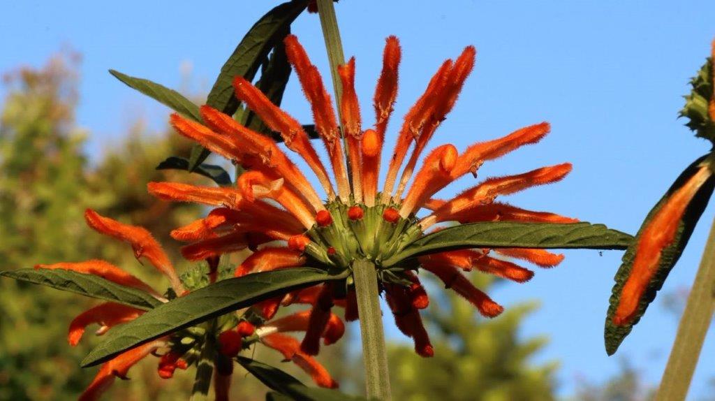 A close up of a flower

Description automatically generated