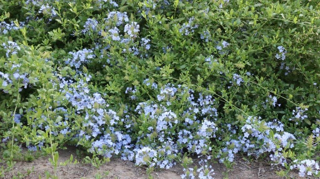A close-up of a bush with small flowers

Description automatically generated
