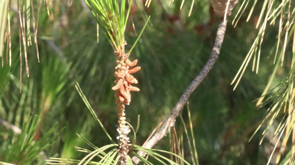 A close-up of a pine tree

Description automatically generated