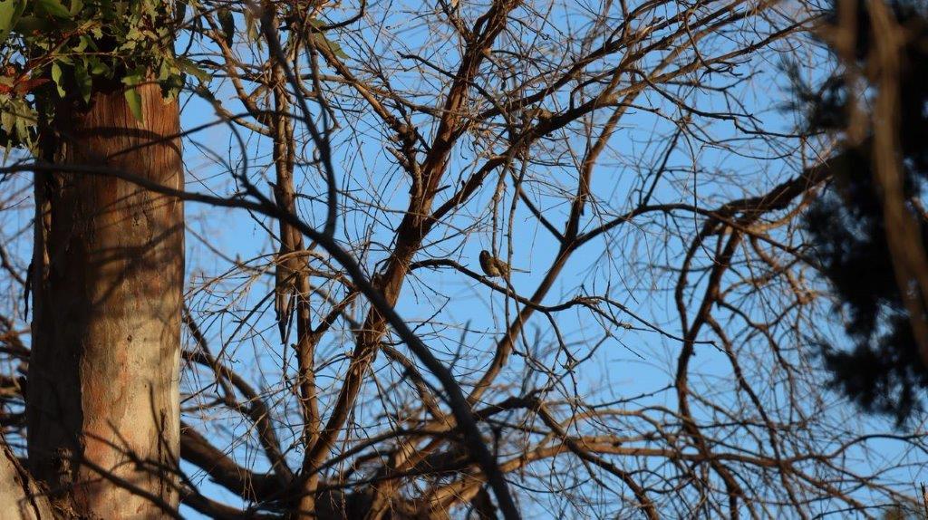 A tree with no leaves

Description automatically generated