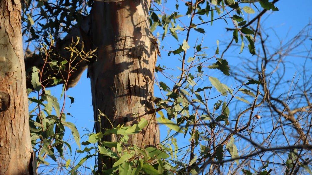 A tree with leaves and a squirrel on it

Description automatically generated