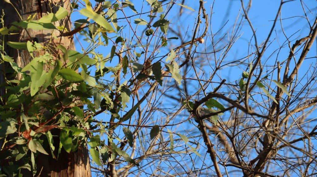 A close-up of a tree

Description automatically generated