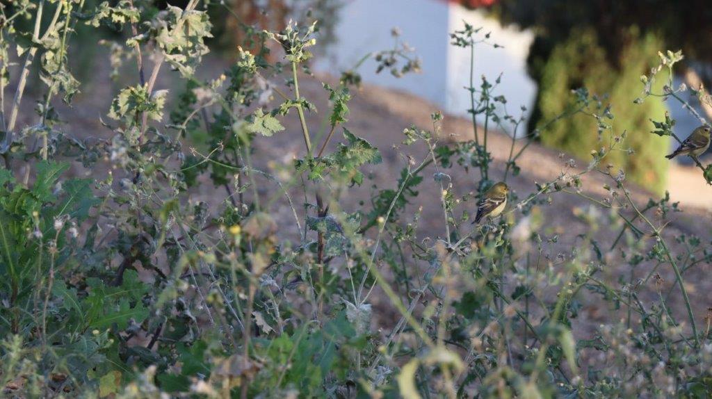 A bird sitting on a plant

Description automatically generated