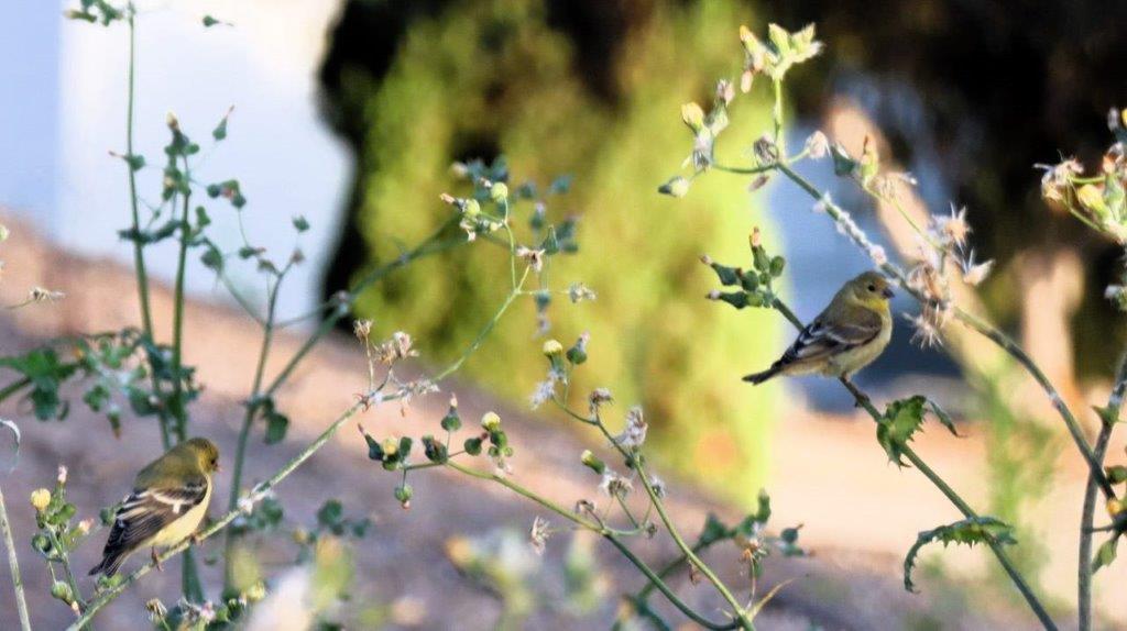 A bird perched on a branch

Description automatically generated