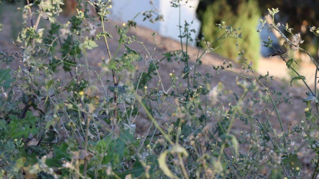 Close-up of a plant with green leaves

Description automatically generated