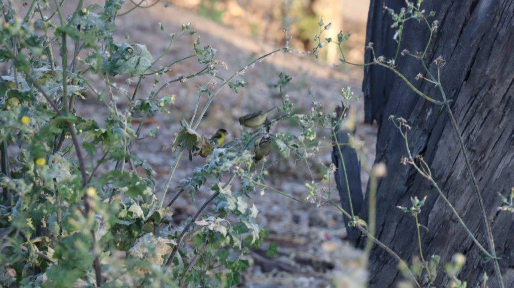 A group of birds on a plant

Description automatically generated