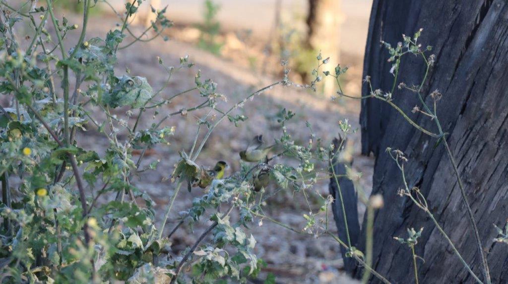A group of birds on a plant

Description automatically generated