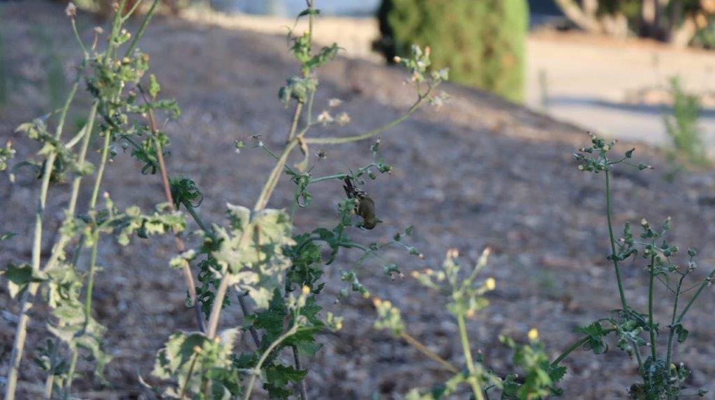 A close-up of a plant

Description automatically generated