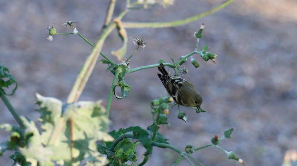 A bird on a plant

Description automatically generated