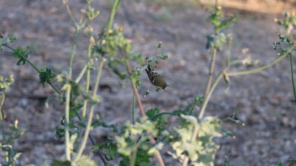A small insect on a plant

Description automatically generated