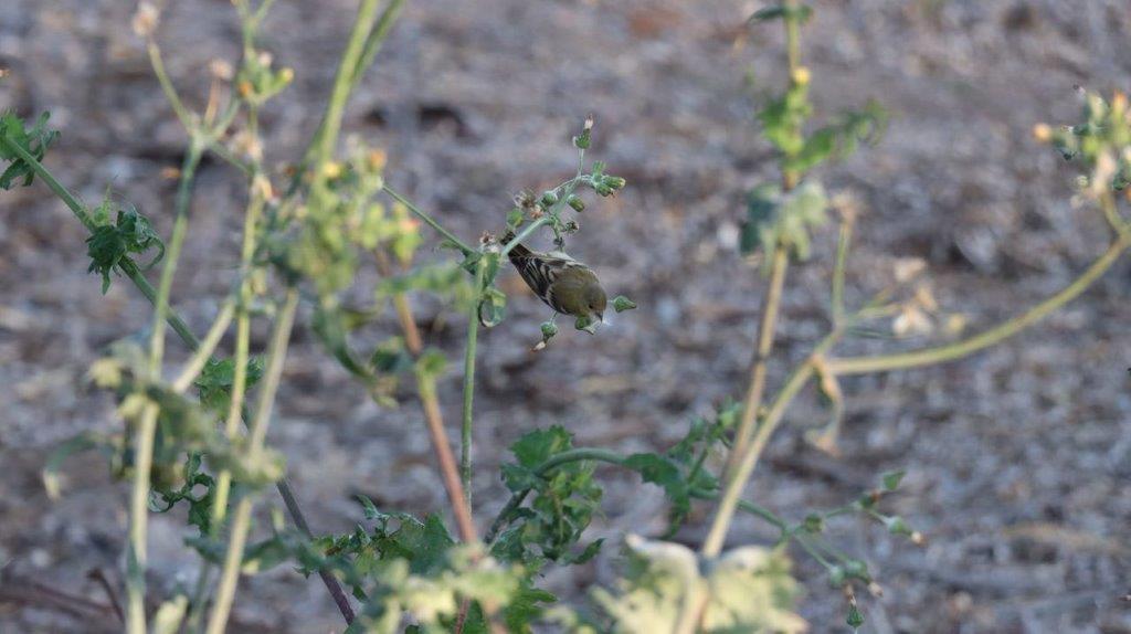 A small bird on a plant

Description automatically generated