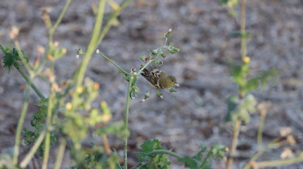 A small bird on a plant

Description automatically generated