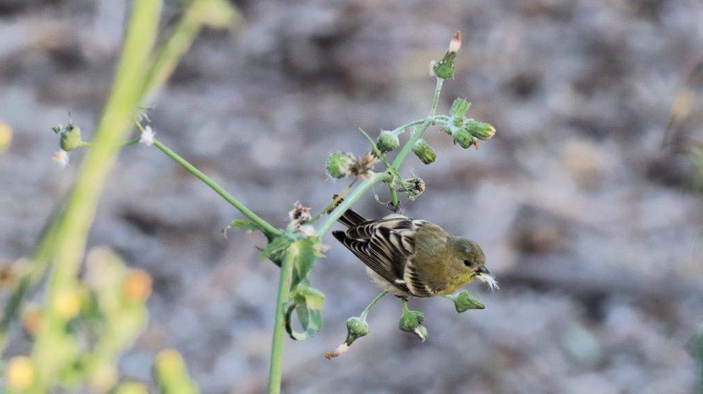 A bird on a plant

Description automatically generated