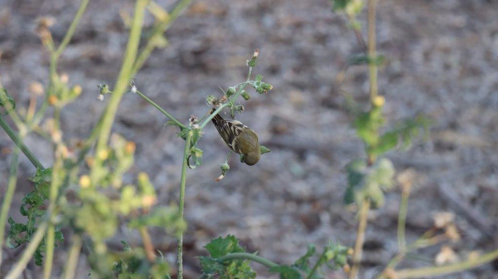 A small bird on a plant

Description automatically generated