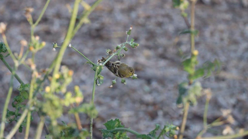 A small bird on a plant

Description automatically generated