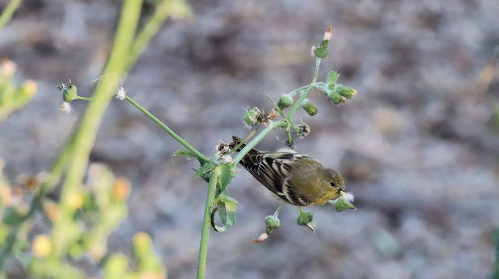 A bird on a plant

Description automatically generated