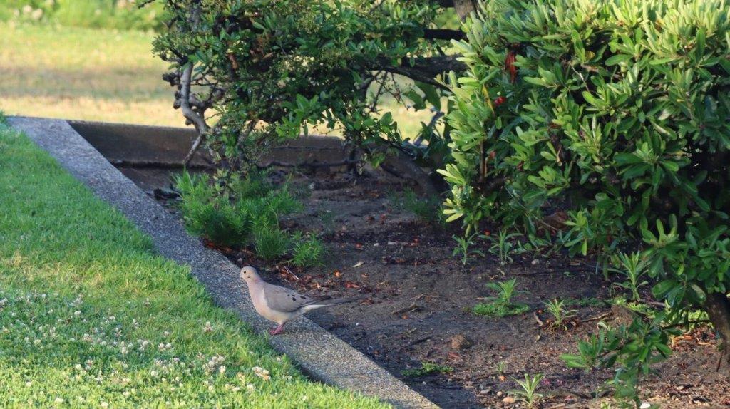 A bird walking on the side of a path

Description automatically generated