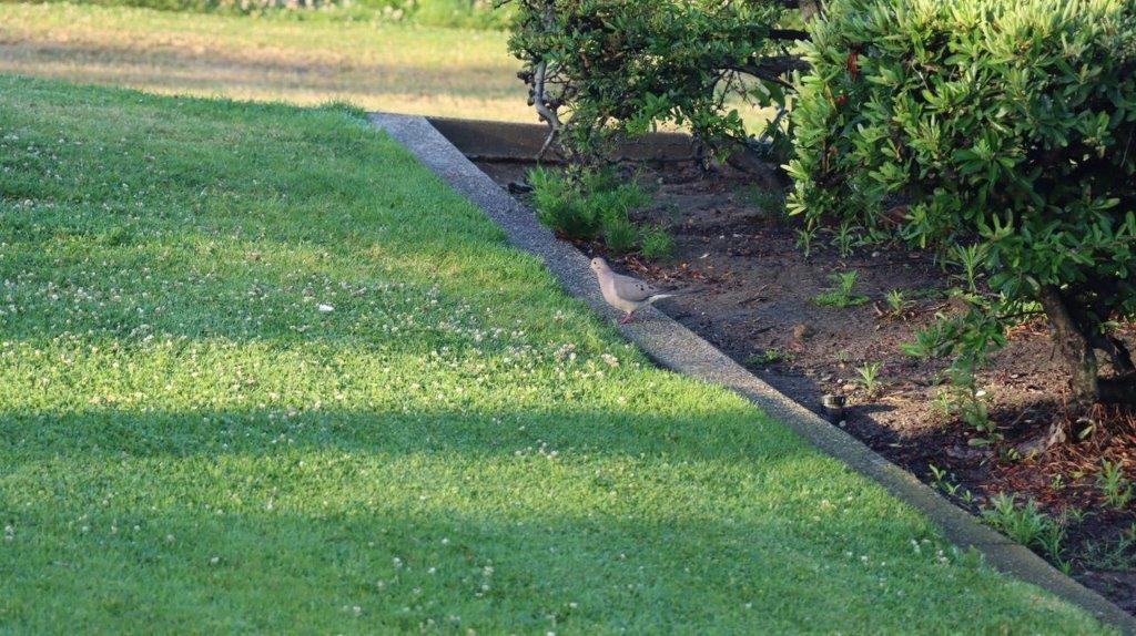 A grass lawn with a bird in it

Description automatically generated