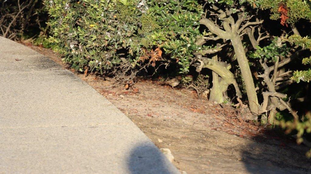 A road with a tree and bushes

Description automatically generated with medium confidence