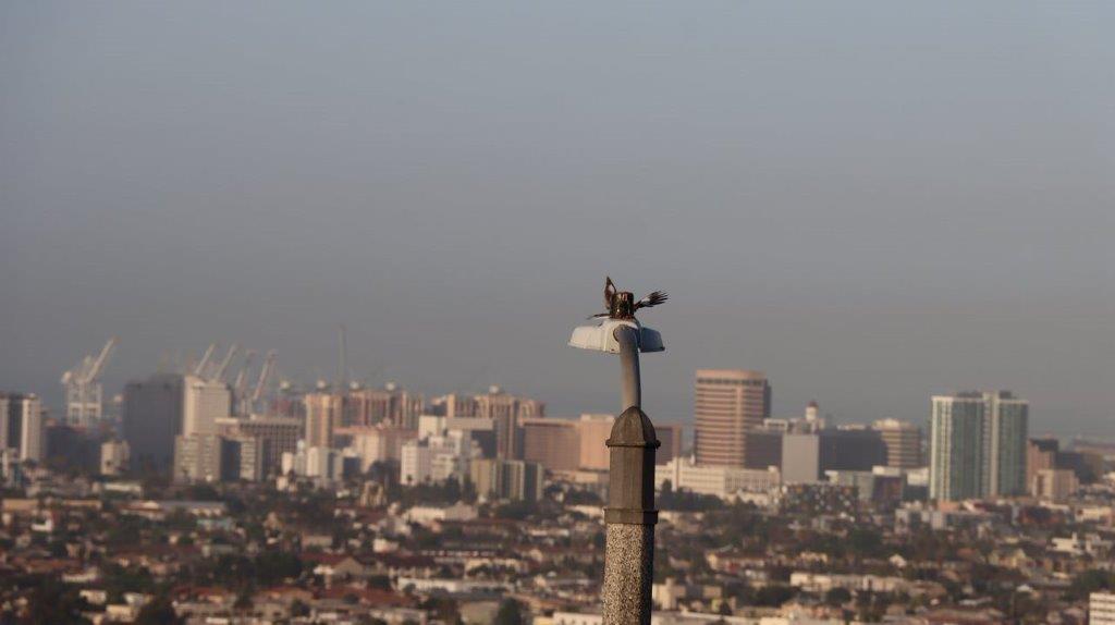 A bird on top of a pole

Description automatically generated