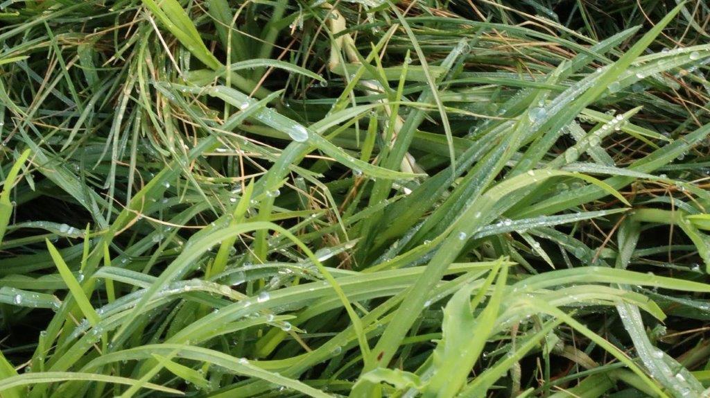 Close-up of grass

Description automatically generated