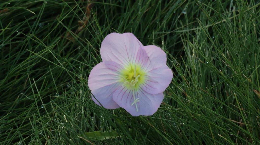 A close-up of a flower

Description automatically generated