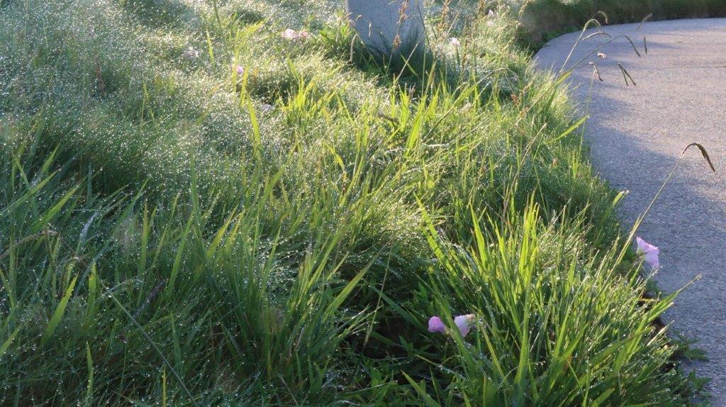 A close-up of a grassy area

Description automatically generated