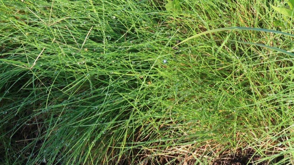 A close-up of a grass field

Description automatically generated