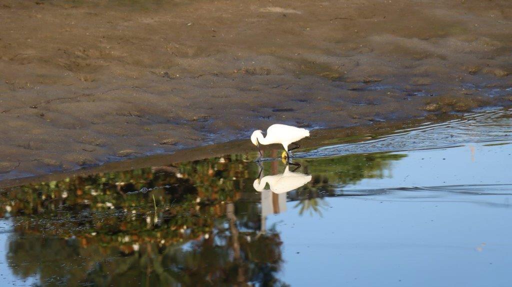 A white bird standing in water

Description automatically generated