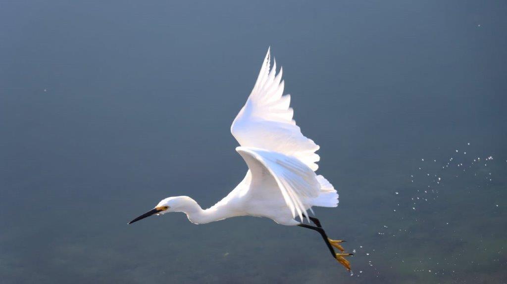 A white bird flying over water

Description automatically generated