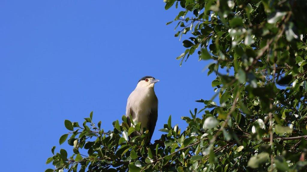 A bird sitting on a tree branch

Description automatically generated