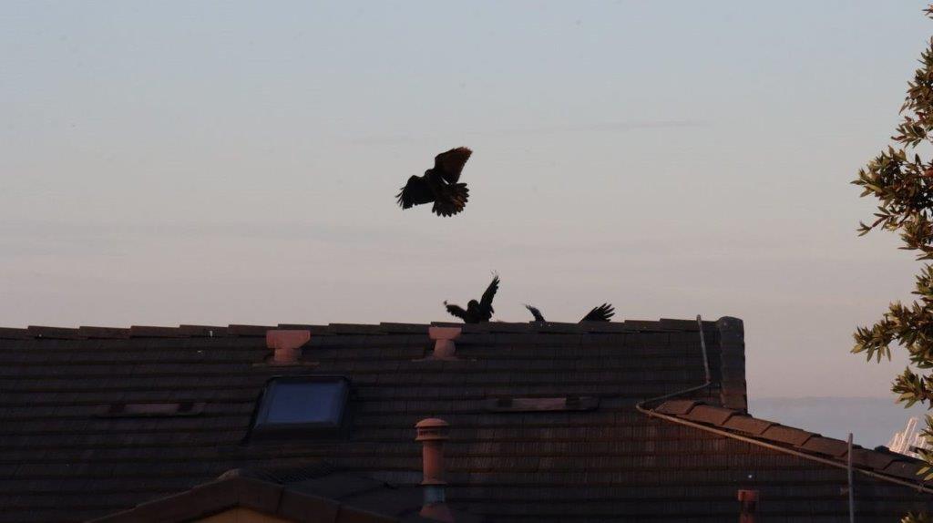 Birds flying over a roof

Description automatically generated