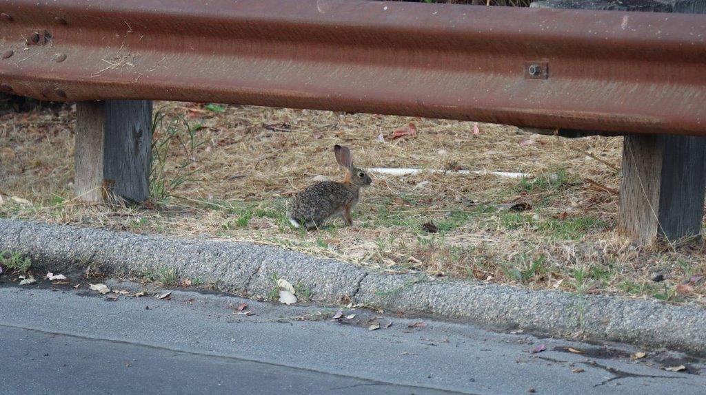 A rabbit standing on the side of a road

Description automatically generated