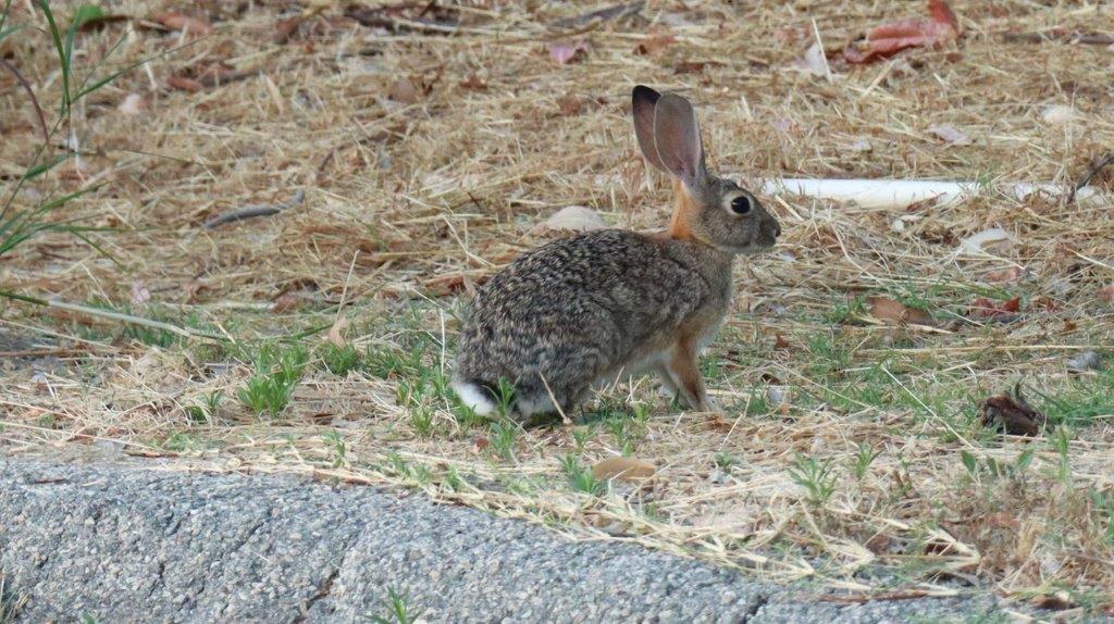 A rabbit standing on grass

Description automatically generated