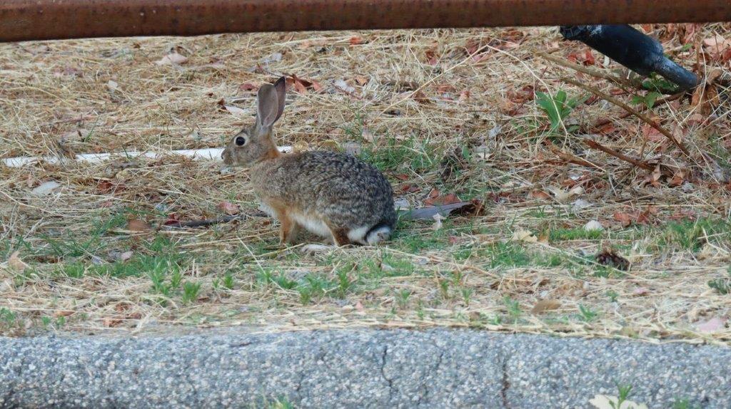 A rabbit sitting on the ground

Description automatically generated