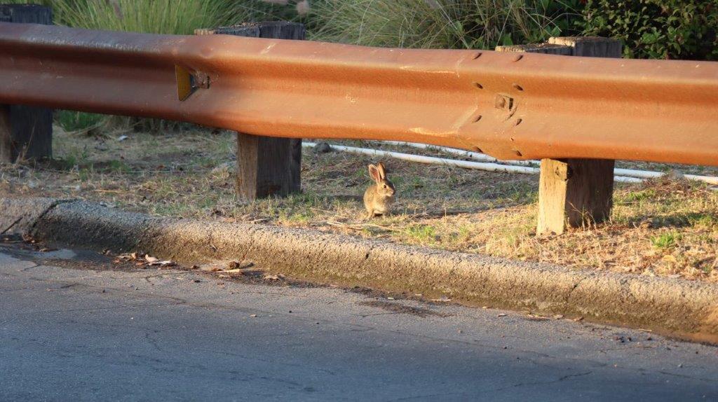 A rabbit sitting on the side of a road

Description automatically generated