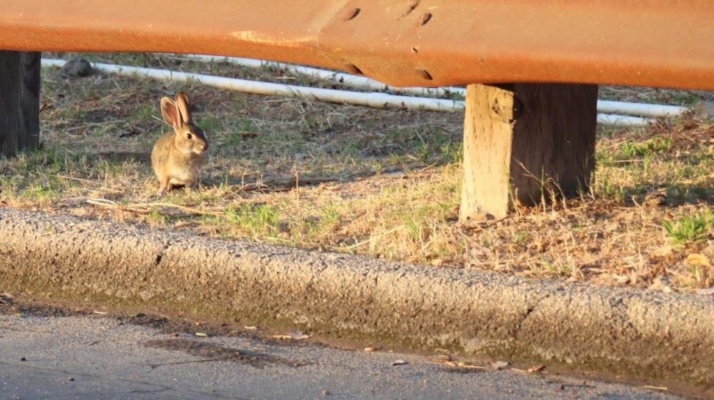 A rabbit on the side of the road

Description automatically generated