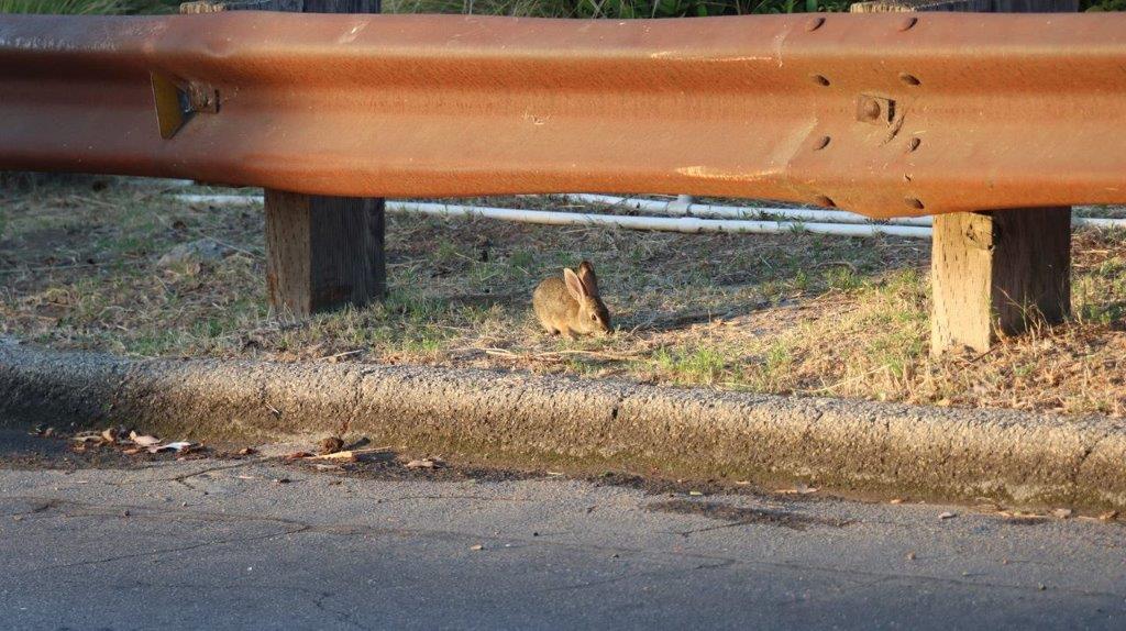 A rabbit sitting on the ground

Description automatically generated