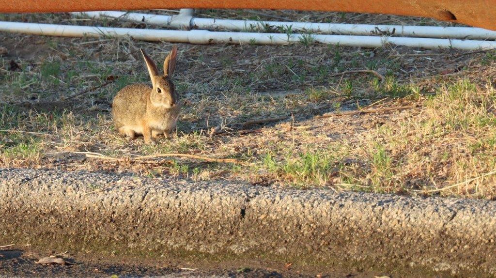 A rabbit sitting on the ground

Description automatically generated