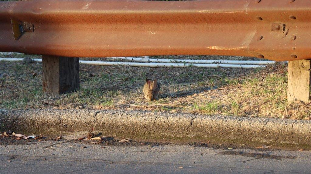 A squirrel on the ground

Description automatically generated