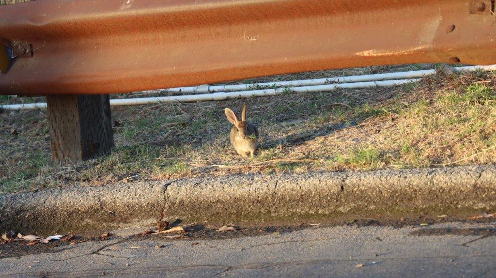 A rabbit on the ground

Description automatically generated