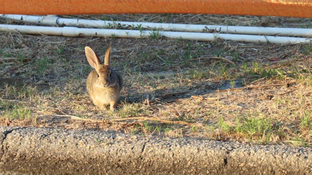 A rabbit standing on the ground

Description automatically generated