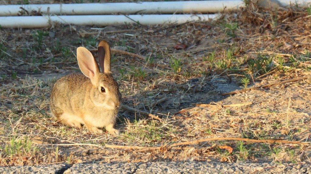 A rabbit on the ground

Description automatically generated