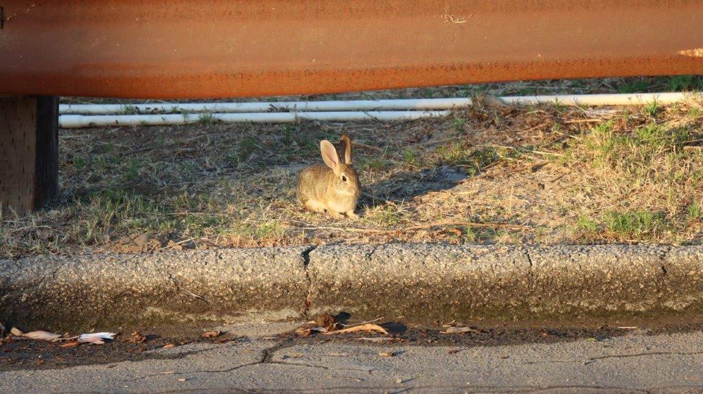 A rabbit sitting on the ground

Description automatically generated