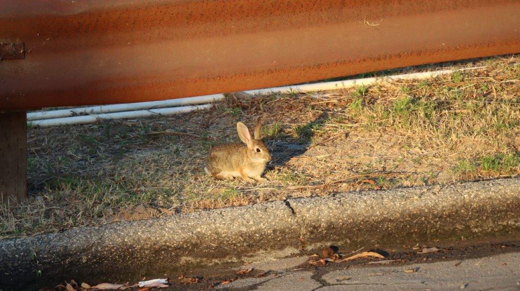 A rabbit sitting on the ground

Description automatically generated