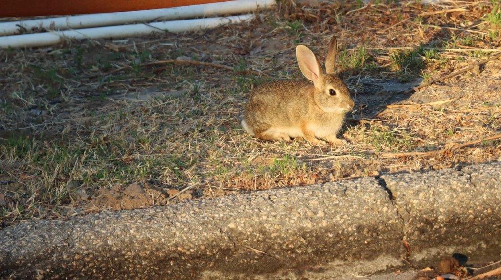 A rabbit sitting on the ground

Description automatically generated