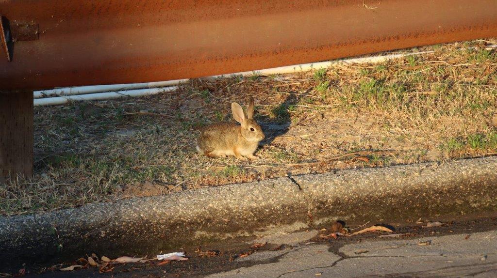 A rabbit sitting on the ground

Description automatically generated