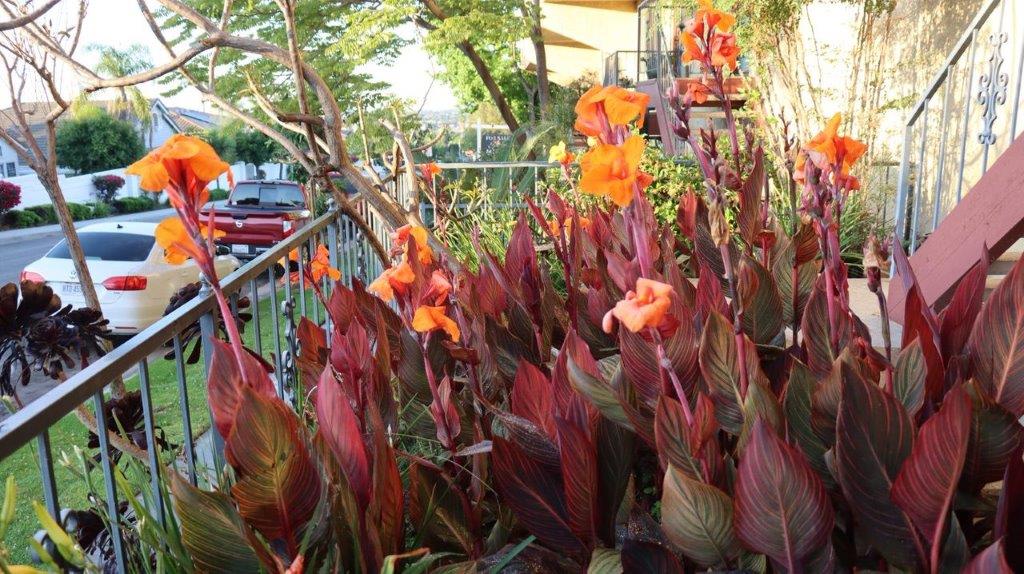 A close-up of a plant

Description automatically generated