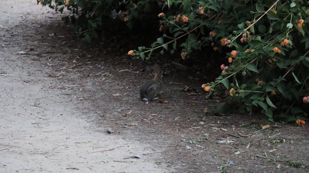 A small animal standing on the ground

Description automatically generated