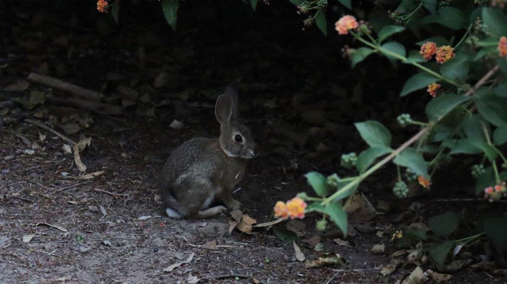 A rabbit sitting on the ground

Description automatically generated